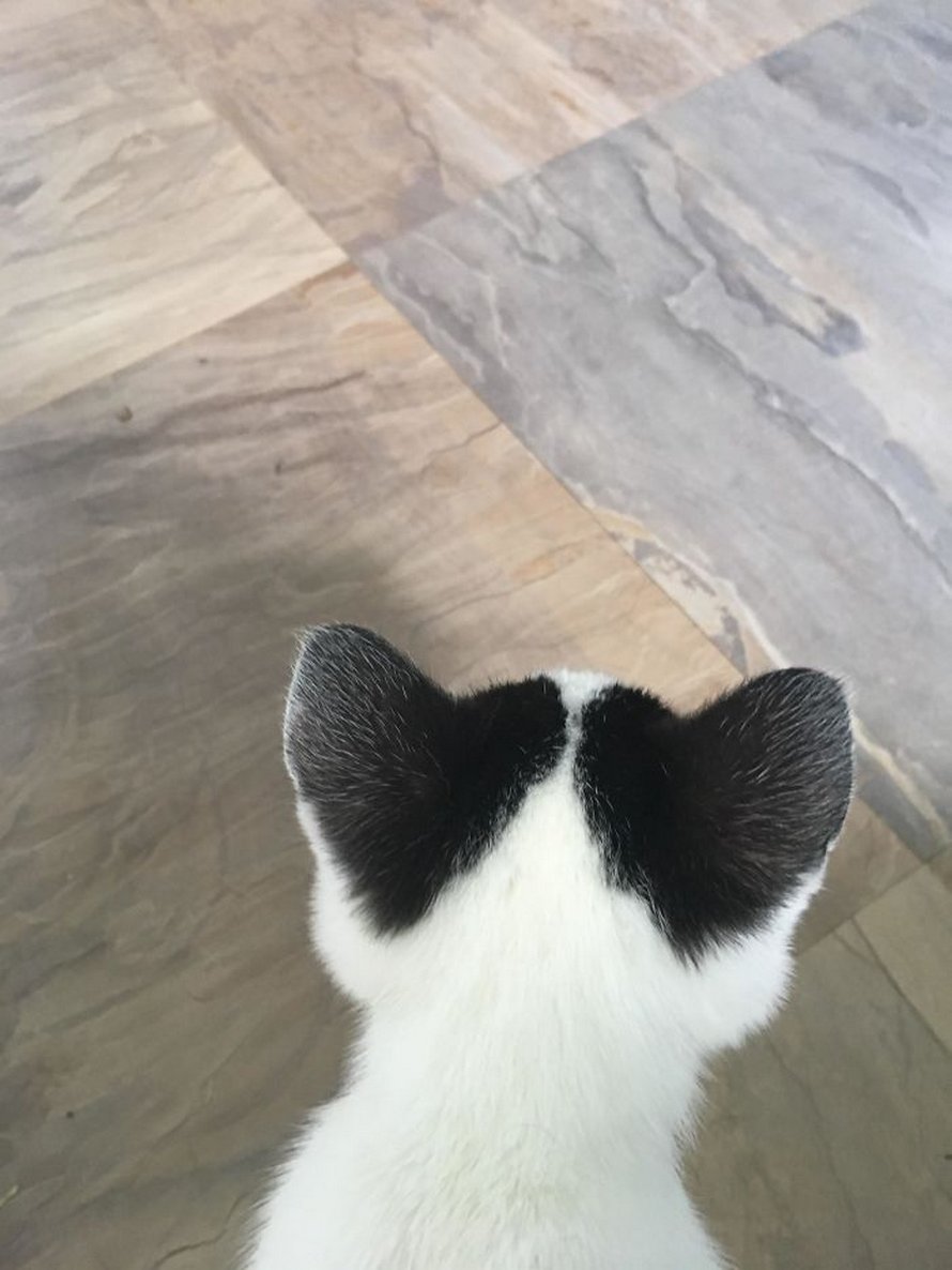 Ces photos de chats sympas vont vous réchauffer le coeur