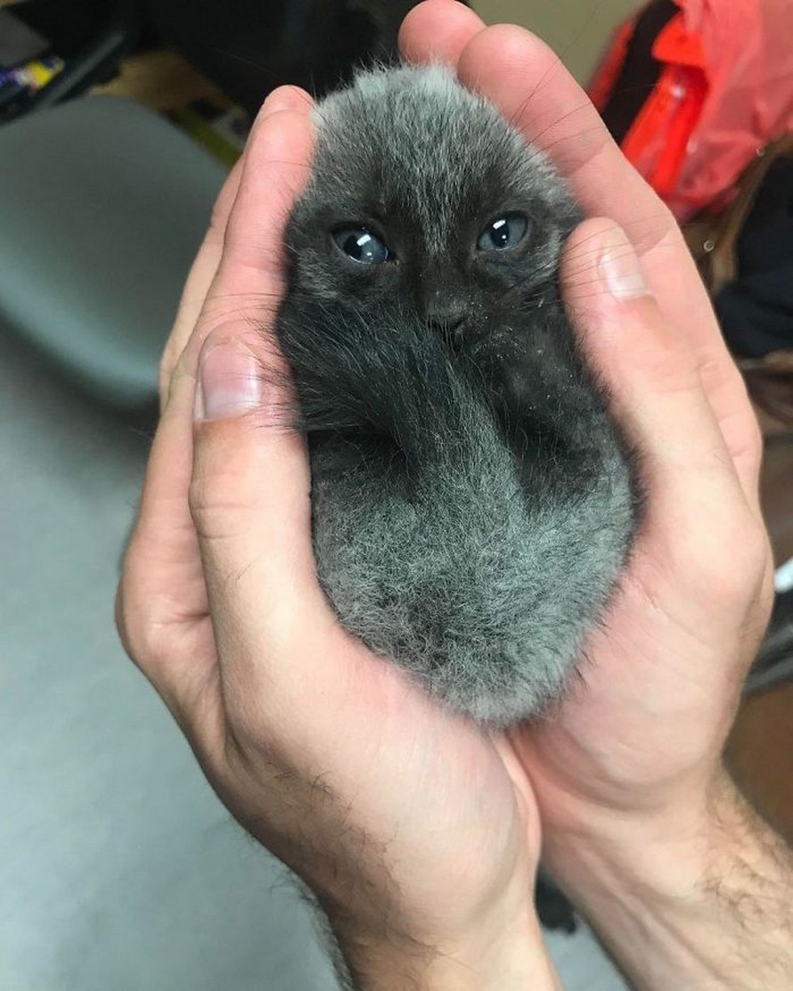 Ces photos de chats sympas vont vous réchauffer le coeur