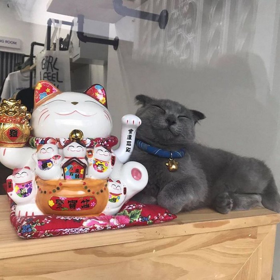 Ces photos de chats sympas vont vous réchauffer le coeur