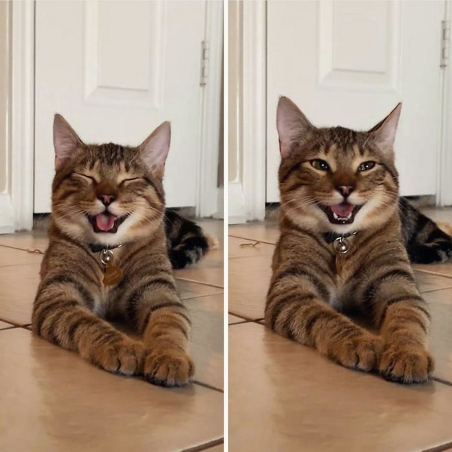 Ces photos de chats sympas vont vous réchauffer le coeur