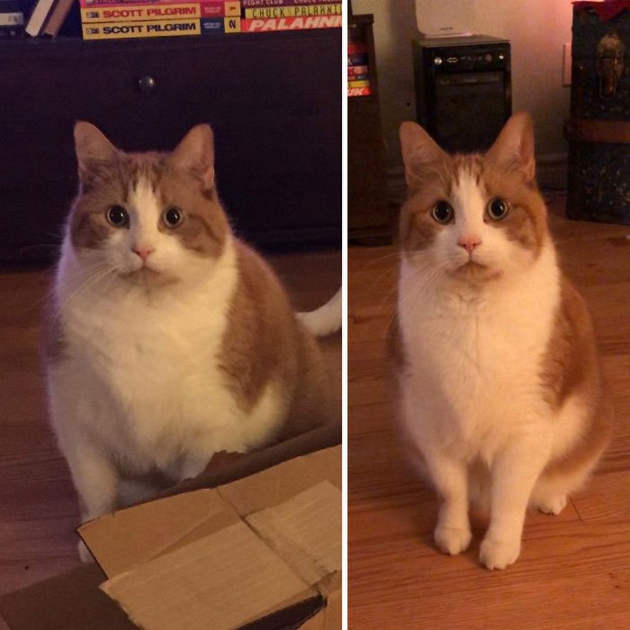 Ces photos de chats sympas vont vous réchauffer le coeur