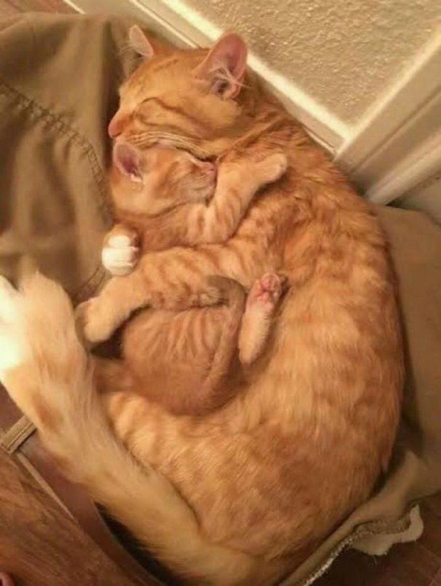 Ces photos de chats sympas vont vous réchauffer le coeur