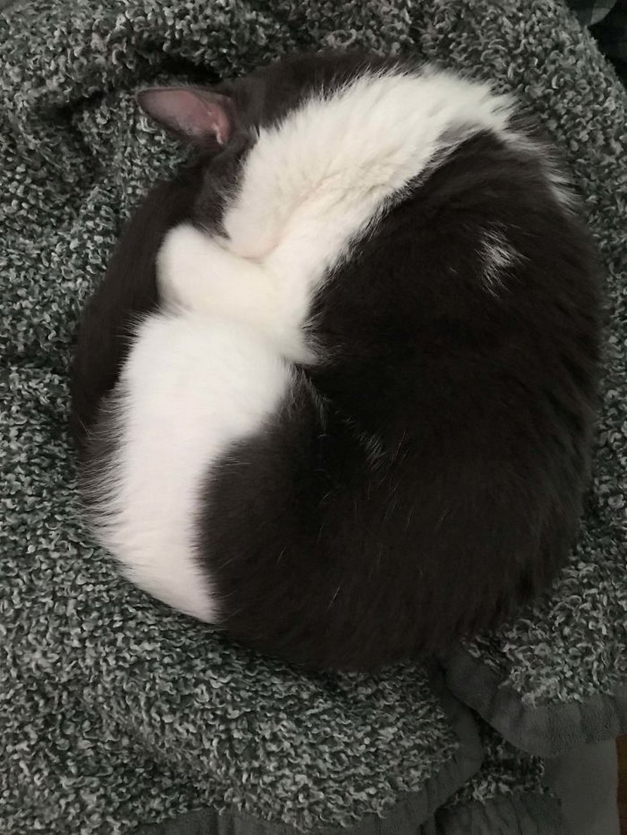 Ces photos de chats sympas vont vous réchauffer le coeur