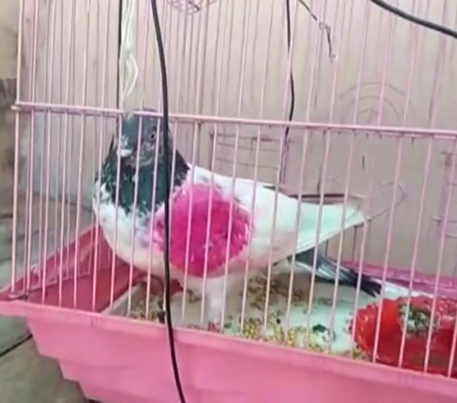 Un pigeon a été arrêté en Inde, soupçonné d’être un espion pour le Pakistan