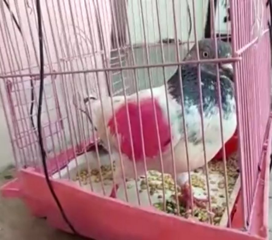 Un pigeon a été arrêté en Inde, soupçonné d’être un espion pour le Pakistan