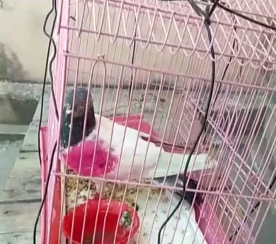Un pigeon a été arrêté en Inde, soupçonné d’être un espion pour le Pakistan