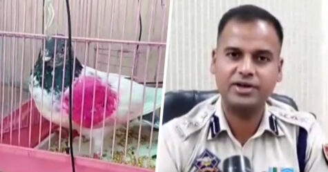 Un pigeon a été arrêté en Inde, soupçonné d&#8217;être un espion pour le Pakistan