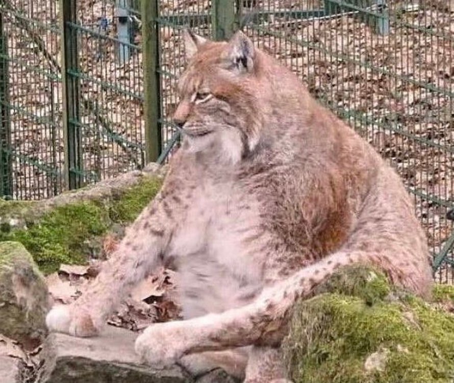 Rufus Le Plus Gros Lynx Du Monde Est Mort A L Age De 15 Ans Ipnoze Rufus Le Plus Gros Lynx Du Monde Est Mort A L Age De 15 Ans Ipnoze