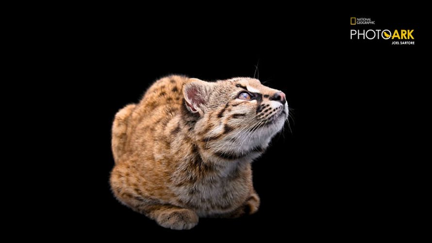Le plus petit chat sauvage de l’hémisphère ouest est encore plus mignon quand tu entends le cri qu’il fait dans la vidéo