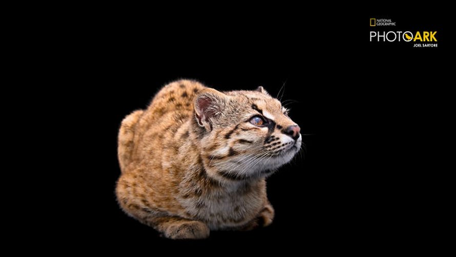 Le plus petit chat sauvage de l’hémisphère ouest est encore plus mignon quand tu entends le cri qu’il fait dans la vidéo