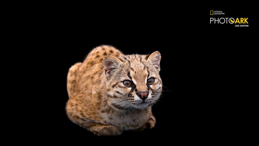 Le plus petit chat sauvage de l’hémisphère ouest est encore plus mignon quand tu entends le cri qu’il fait dans la vidéo