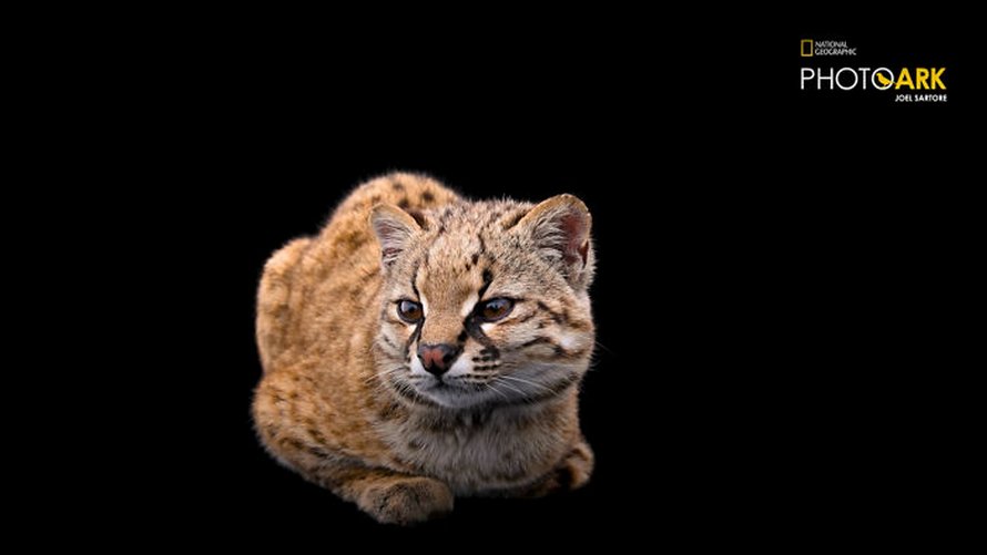 Le Plus Petit Chat Sauvage De L Hemisphere Ouest Est Encore Plus Mignon Quand Tu Entends Le Cri Qu Il Fait Dans La Video Ipnoze Le Plus Petit Chat Sauvage De L Hemisphere Ouest Est Encore Plus Mignon Quand Tu Entends Le Cri Qu Il Fait Dans La Video Ipnoze
