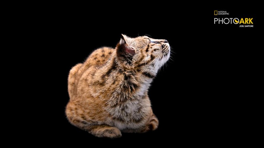 Le plus petit chat sauvage de l’hémisphère ouest est encore plus mignon quand tu entends le cri qu’il fait dans la vidéo