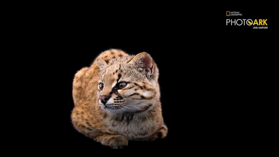 Le Plus Petit Chat Sauvage De L Hemisphere Ouest Est Encore Plus Mignon Quand Tu Entends Le Cri Qu Il Fait Dans La Video Ipnoze Le Plus Petit Chat Sauvage De L Hemisphere Ouest Est Encore Plus Mignon Quand Tu Entends Le Cri Qu Il Fait Dans La Video Ipnoze