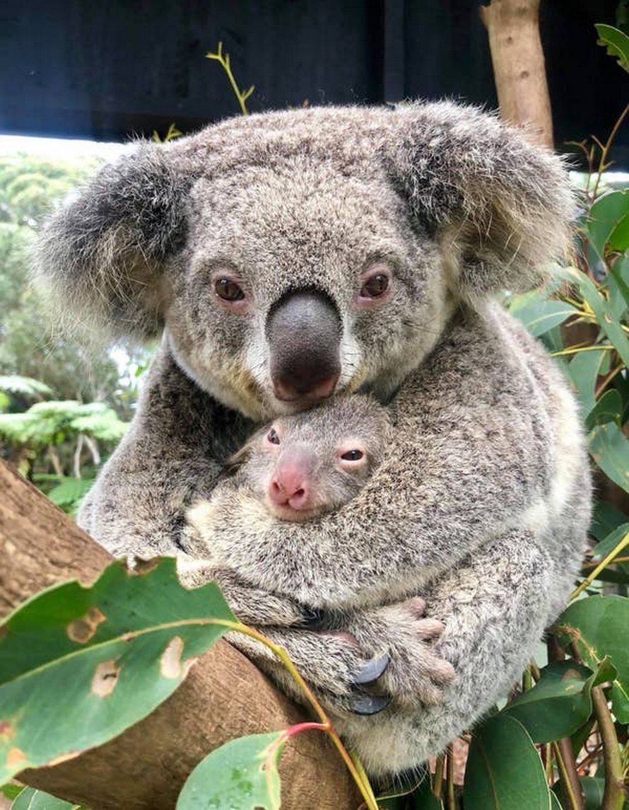 nounours koala