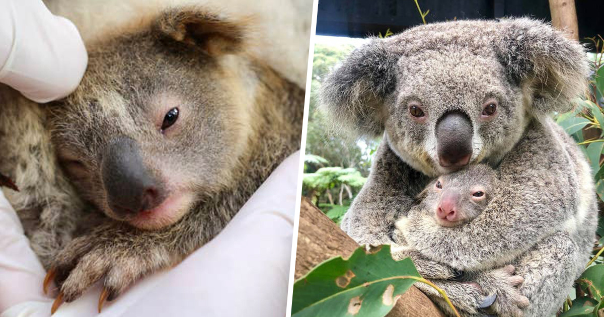 Download Incendies Australie Koala Background