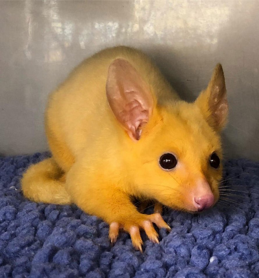 Une Clinique Veterinaire Australienne Sauve Un Rare Opossum Dore Et Les Gens Disent Qu Ils Viennent D Attraper Un Pikachu Ipnoze