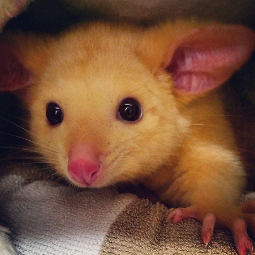 Une Clinique Veterinaire Australienne Sauve Un Rare Opossum Dore Et Les Gens Disent Qu Ils Viennent D Attraper Un Pikachu Ipnoze