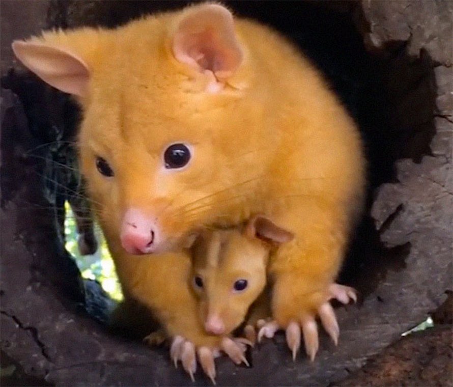 Une Clinique Veterinaire Australienne Sauve Un Rare Opossum Dore Et Les Gens Disent Qu Ils Viennent D Attraper Un Pikachu Ipnoze