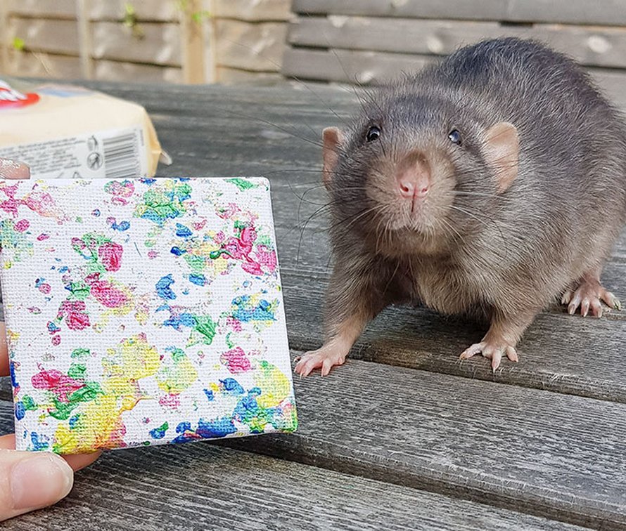 Ces rats adorables créent des peintures miniatures et toutes leurs oeuvres ont été vendues