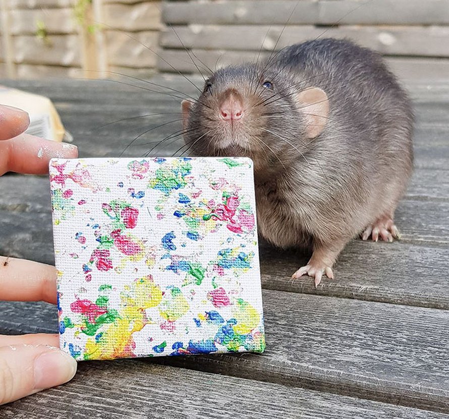 Ces rats adorables créent des peintures miniatures et toutes leurs oeuvres ont été vendues