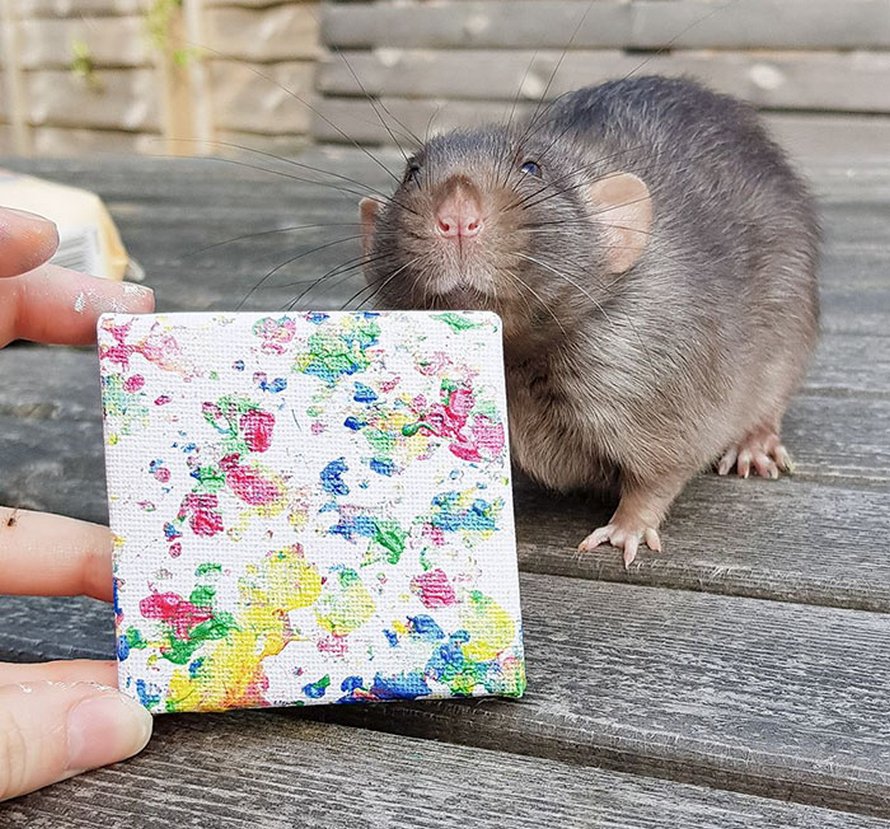 Ces rats adorables créent des peintures miniatures et toutes leurs oeuvres ont été vendues