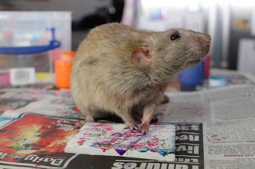 Ces rats adorables créent des peintures miniatures et toutes leurs oeuvres ont été vendues