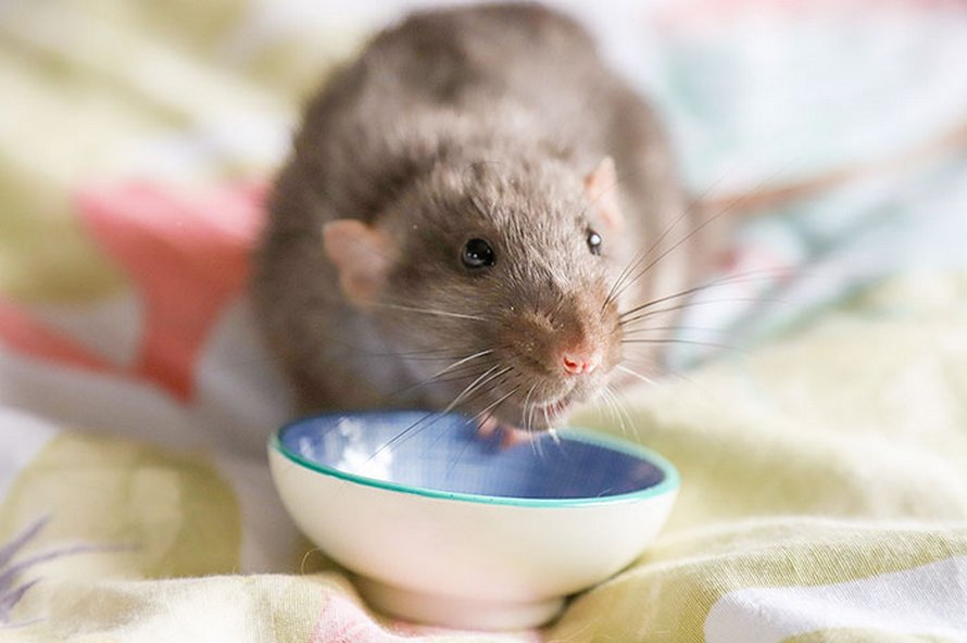 Ces rats adorables créent des peintures miniatures et toutes leurs oeuvres ont été vendues