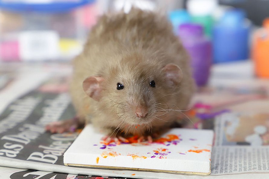 Ces rats adorables créent des peintures miniatures et toutes leurs oeuvres ont été vendues