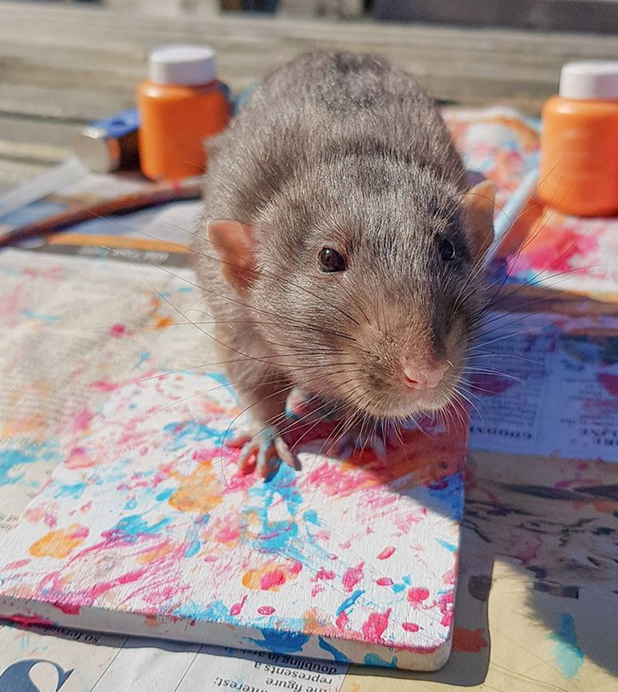 Ces rats adorables créent des peintures miniatures et toutes leurs oeuvres ont été vendues