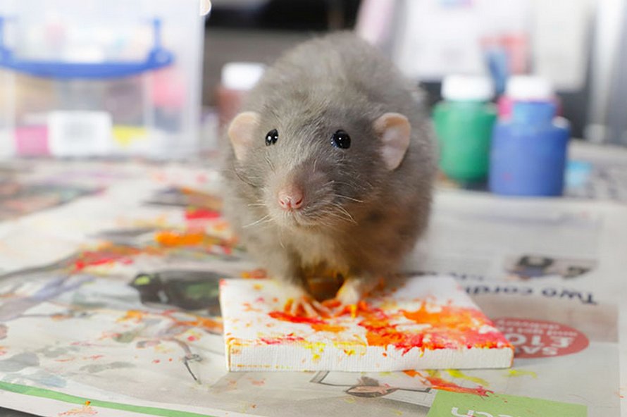 Ces rats adorables créent des peintures miniatures et toutes leurs oeuvres ont été vendues