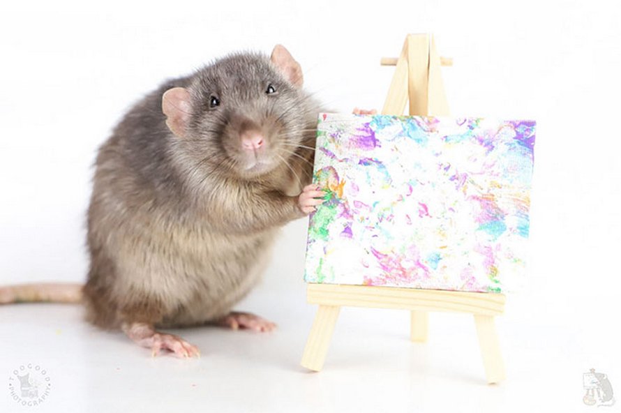 Ces rats adorables créent des peintures miniatures et toutes leurs oeuvres ont été vendues