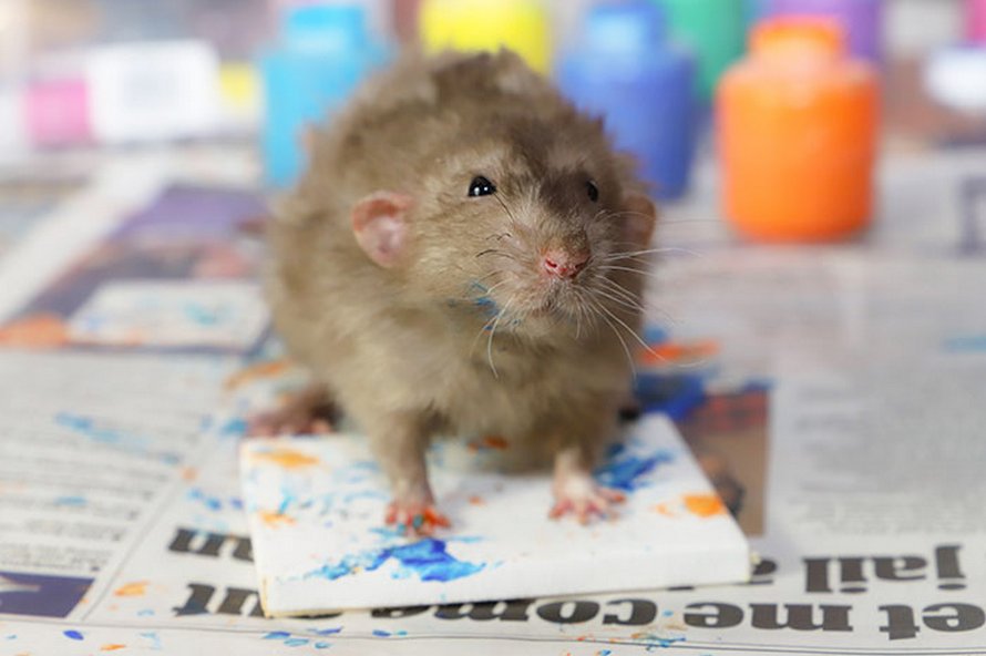 Ces rats adorables créent des peintures miniatures et toutes leurs oeuvres ont été vendues