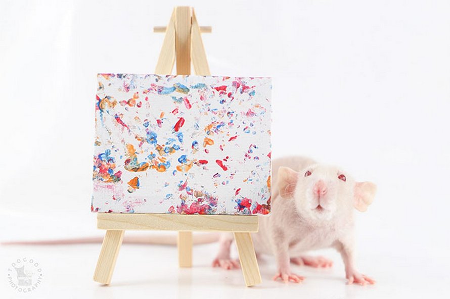 Ces rats adorables créent des peintures miniatures et toutes leurs oeuvres ont été vendues
