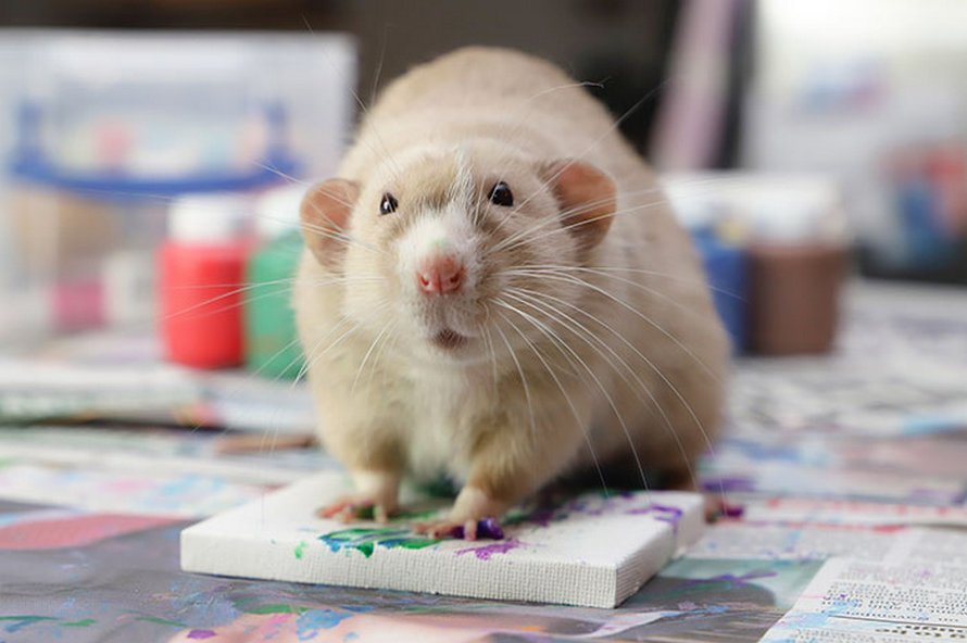 Ces rats adorables créent des peintures miniatures et toutes leurs oeuvres ont été vendues