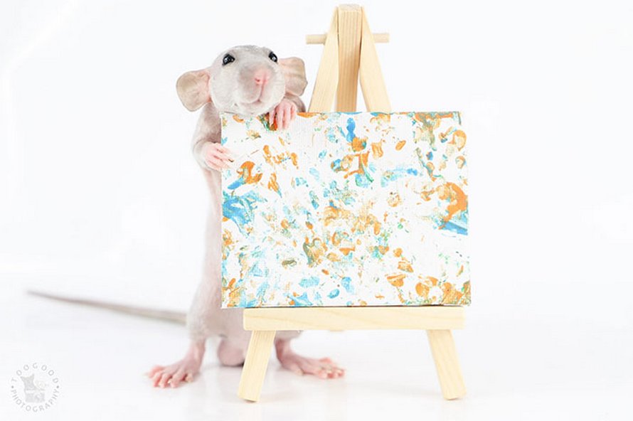 Ces rats adorables créent des peintures miniatures et toutes leurs oeuvres ont été vendues