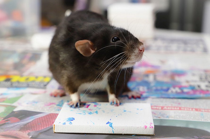 Ces rats adorables créent des peintures miniatures et toutes leurs oeuvres ont été vendues
