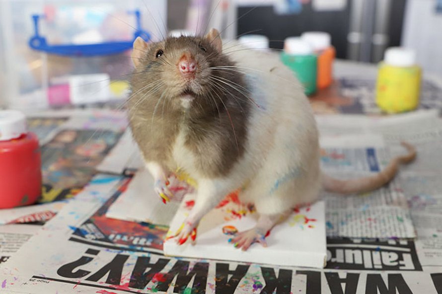 Ces rats adorables créent des peintures miniatures et toutes leurs oeuvres ont été vendues