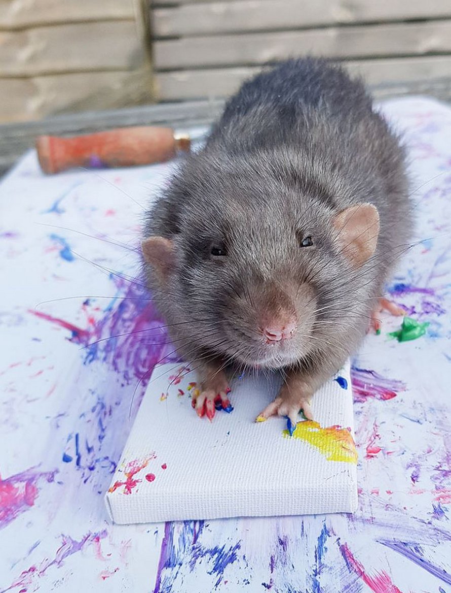 Ces rats adorables créent des peintures miniatures et toutes leurs oeuvres ont été vendues