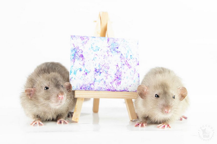 Ces rats adorables créent des peintures miniatures et toutes leurs oeuvres ont été vendues