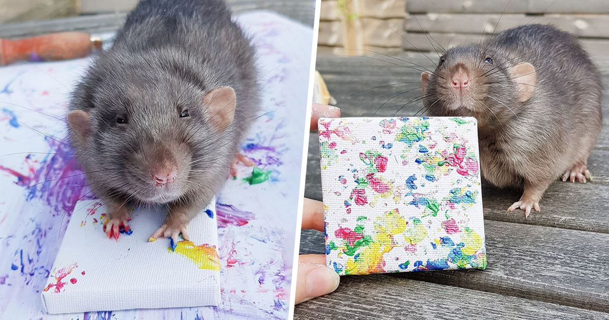 Ces rats adorables créent des peintures miniatures et toutes leurs oeuvres ont été vendues