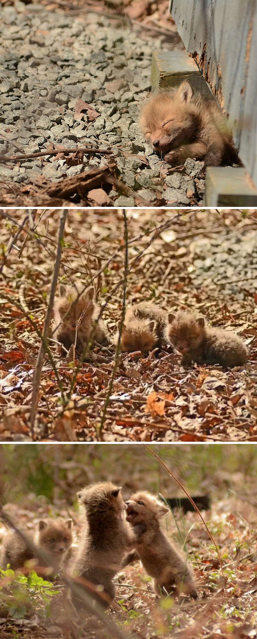 Ces photos de renards montrent à quel point ils sont des créatures merveilleuses