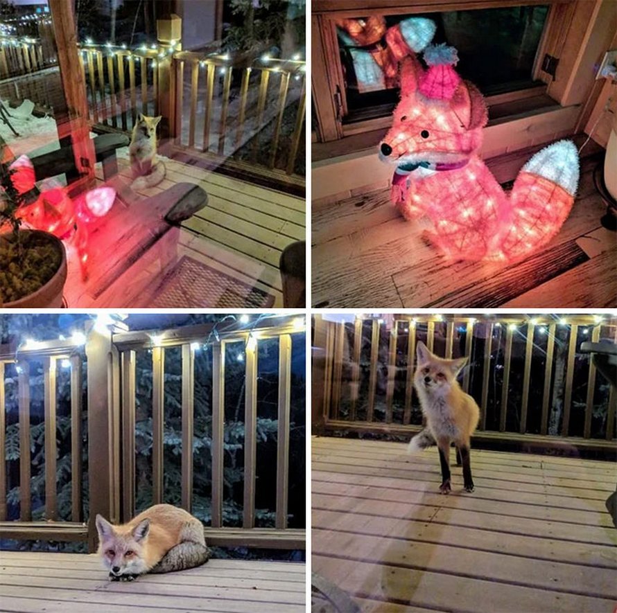 Ces photos de renards montrent à quel point ils sont des créatures merveilleuses