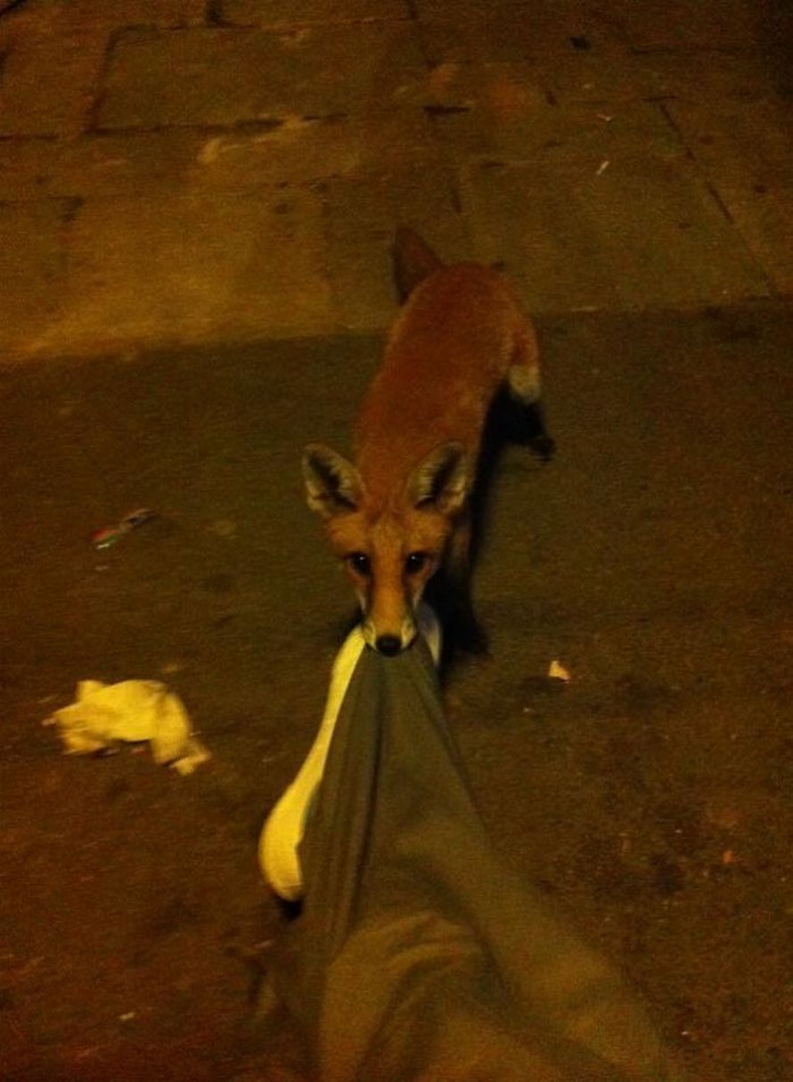 Ces Photos De Renards Montrent A Quel Point Ils Sont Des Creatures Merveilleuses Ipnoze Ces Photos De Renards Montrent A Quel Point Ils Sont Des Creatures Merveilleuses Ipnoze