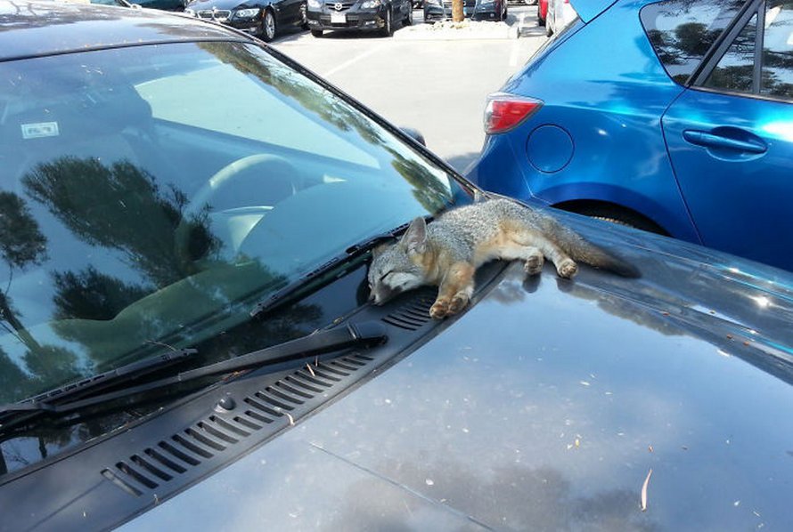 Ces photos de renards montrent à quel point ils sont des créatures merveilleuses