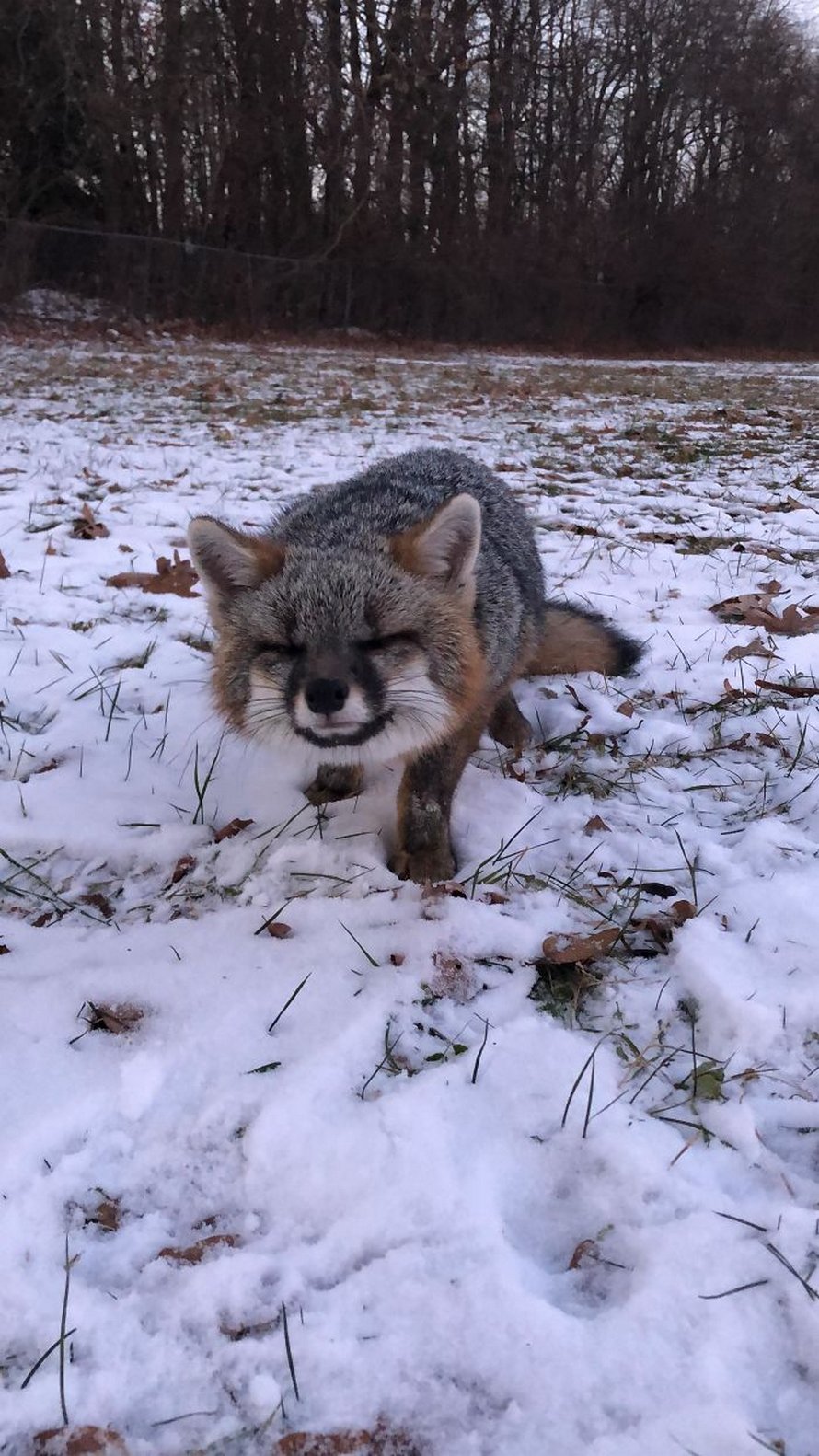 Ces photos de renards montrent à quel point ils sont des créatures merveilleuses