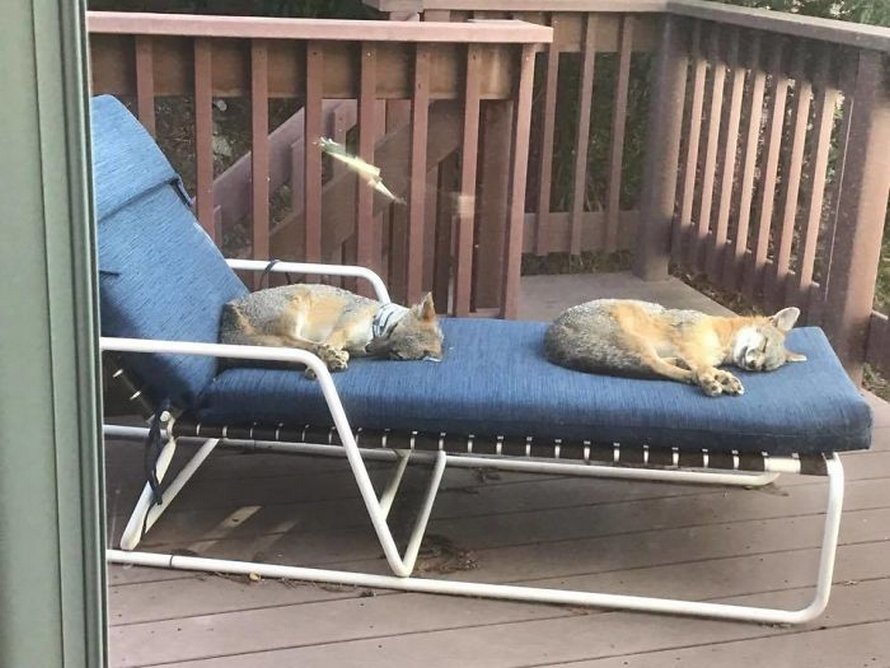 Ces photos de renards montrent à quel point ils sont des créatures merveilleuses