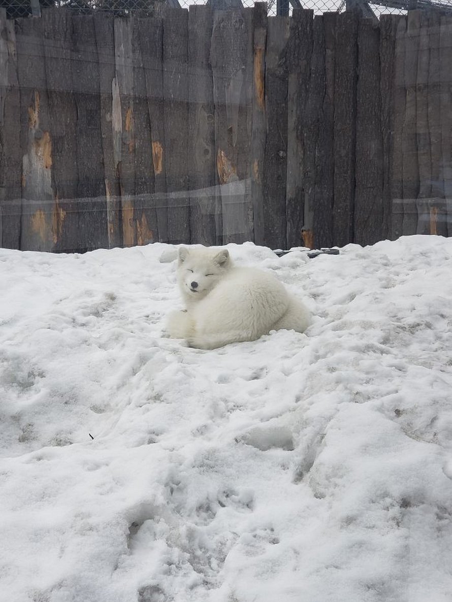 Ces photos de renards montrent à quel point ils sont des créatures merveilleuses
