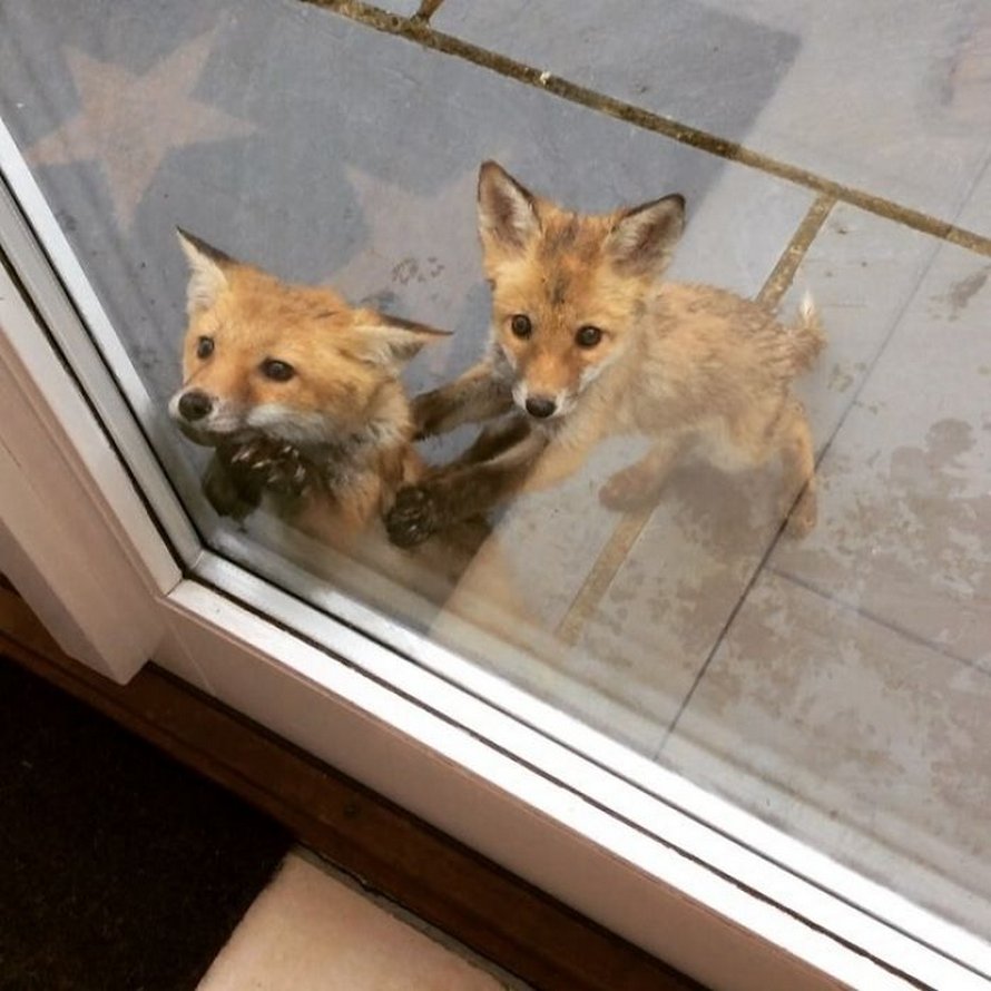 Ces photos de renards montrent à quel point ils sont des créatures merveilleuses