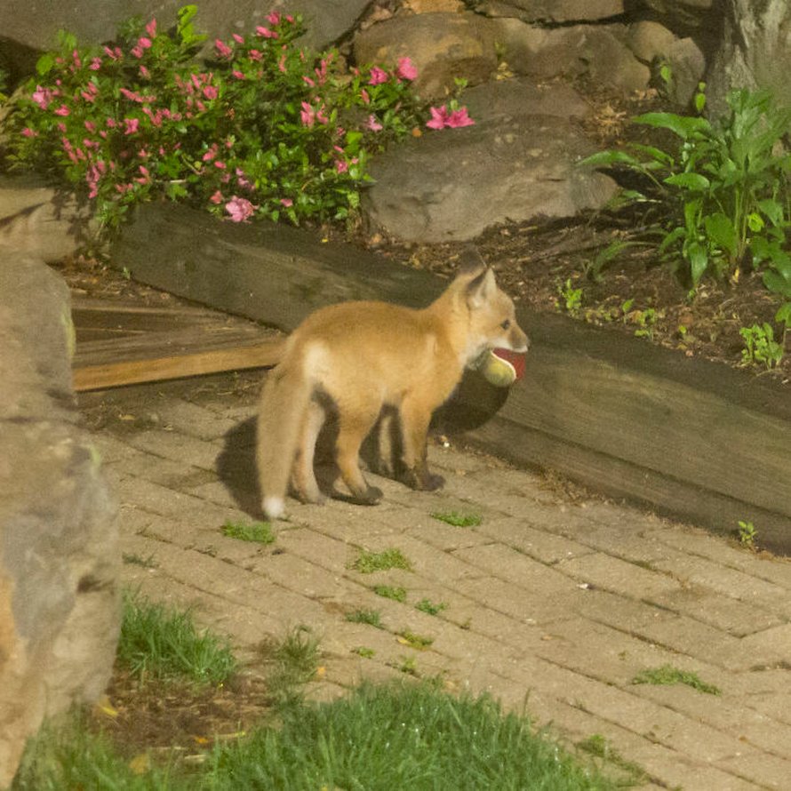 Ces photos de renards montrent à quel point ils sont des créatures merveilleuses